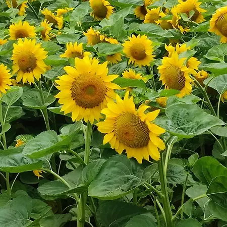 In Thermennaehe Bad Waltersdorf Dom wakacyjny *