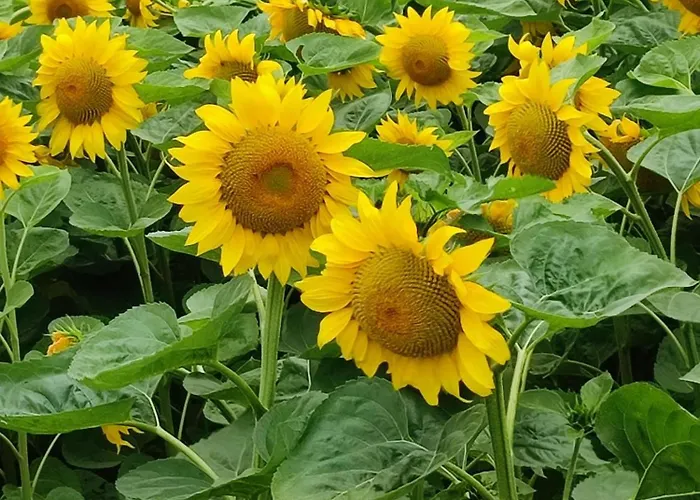 In Thermennähe Ferienhaus *